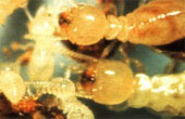 Les termites 1 : l'insecte, ses activits, son extension gographique